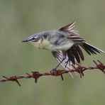 Nun noch der andere Flügel