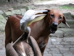 nun noch die Ohren...........