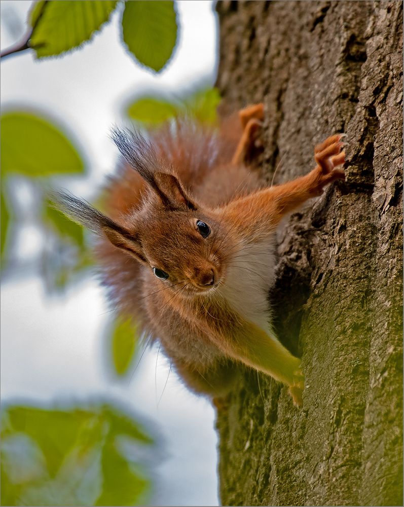 Nun schimpf nicht so . . . Foto & Bild tiere, wildlife, säugetiere