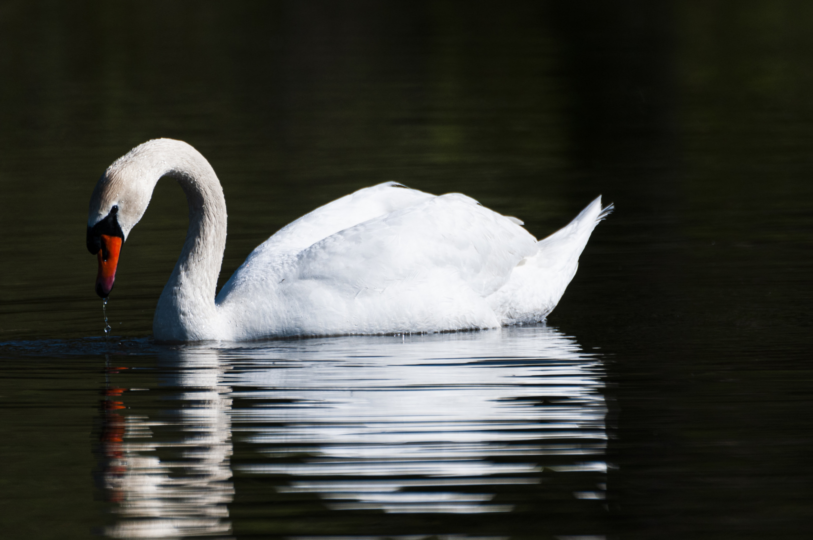 Nun sei betankt mein lieber Schwan