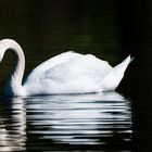 Nun sei betankt mein lieber Schwan