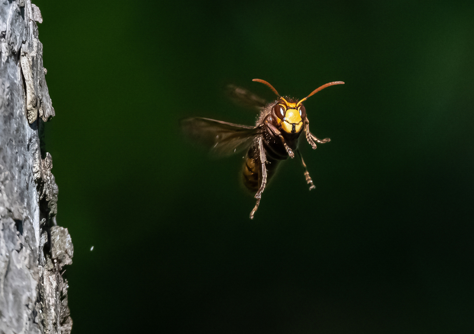 Nun sind keine mehr da: Hornisse im Flug