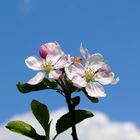 Nun steht in Laub und Blüte, Gott Schöpfer, deine Welt