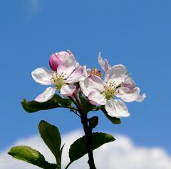 Nun steht in Laub und Blüte, Gott Schöpfer, deine Welt