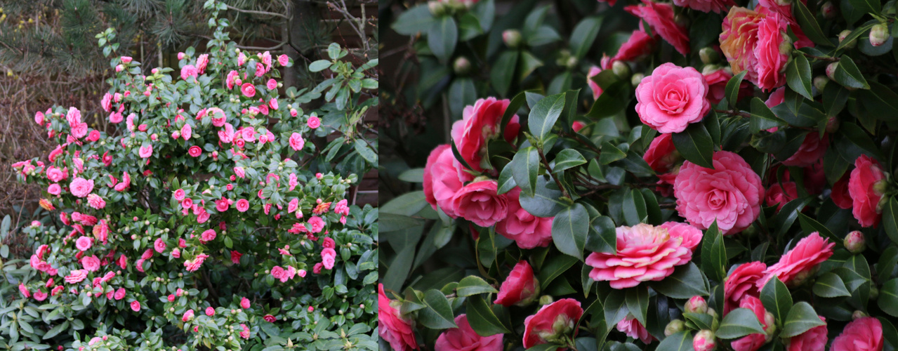 nun steht sie voll in Blüte