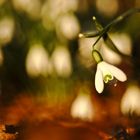 Nun tanzen sie wieder im Wind