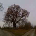 Nun trägt die alte Schäfer-Linde keine Blätter mehr,der Winter steht vor der Tür.