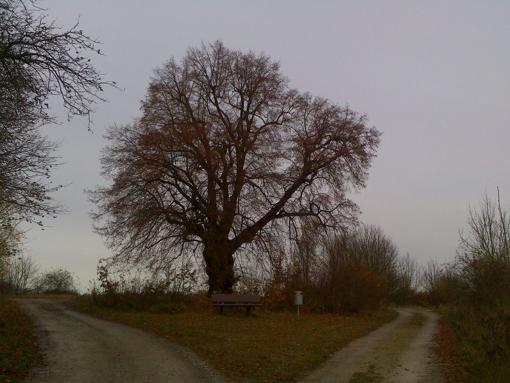 Nun trägt die alte Schäfer-Linde keine Blätter mehr,der Winter steht vor der Tür.