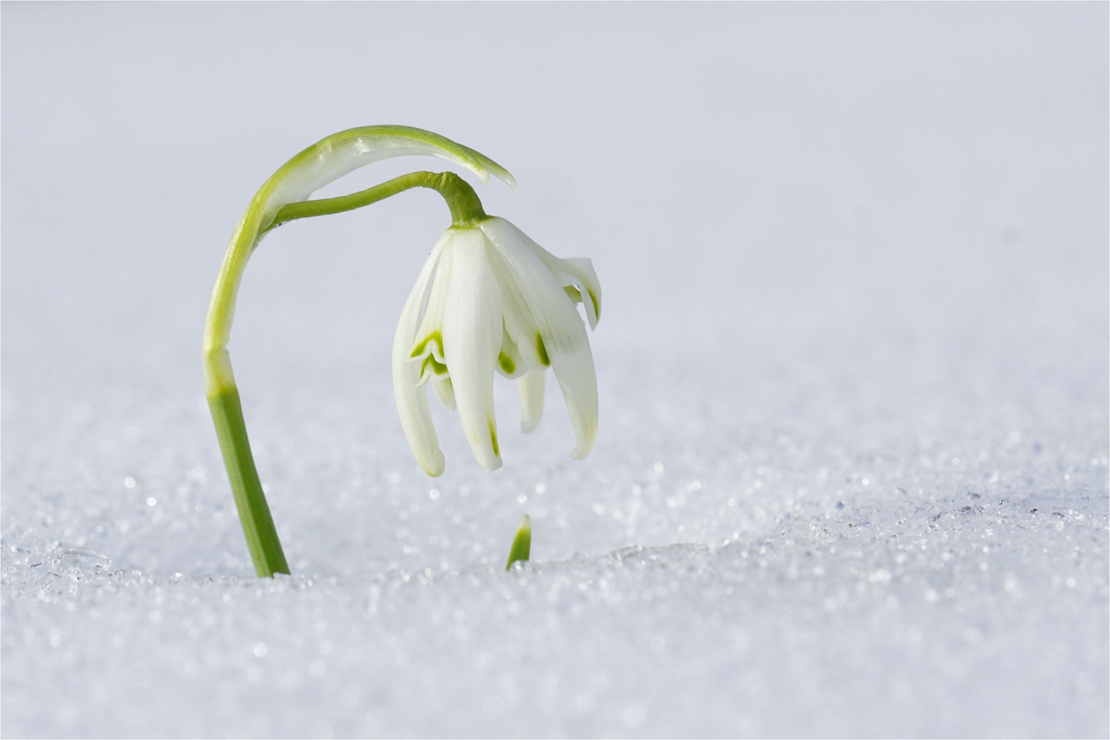 Nun trau dich doch... Frühling!