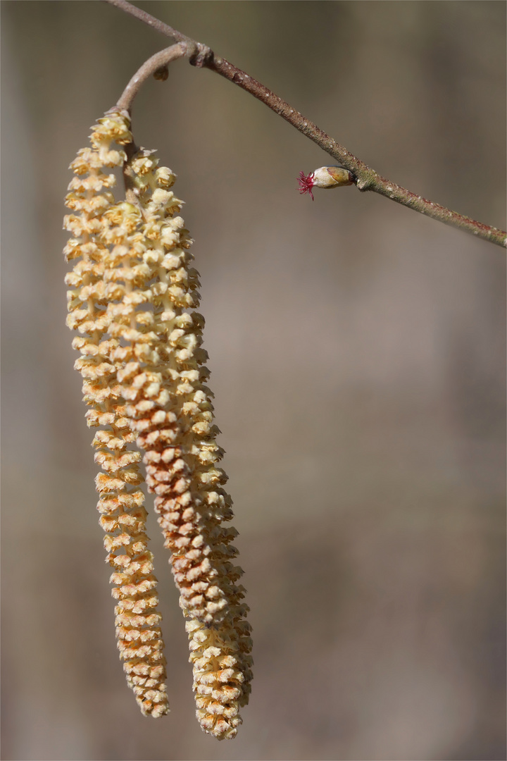 Nun traut euch schon.... Weibliche Haselblüte wartet auf Bestäubung ( Anemophilie)