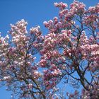 Nun trieb der Baum wohl Blüt auf Blüte....