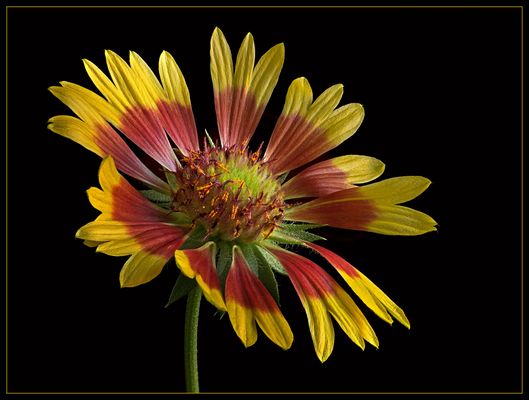  Nun verabschieden sich die sommerlichen Blumen aus dem Garten - ( Stacking Bild ) 