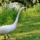 Nun weiß jeder warum es Schwanenhals heißt