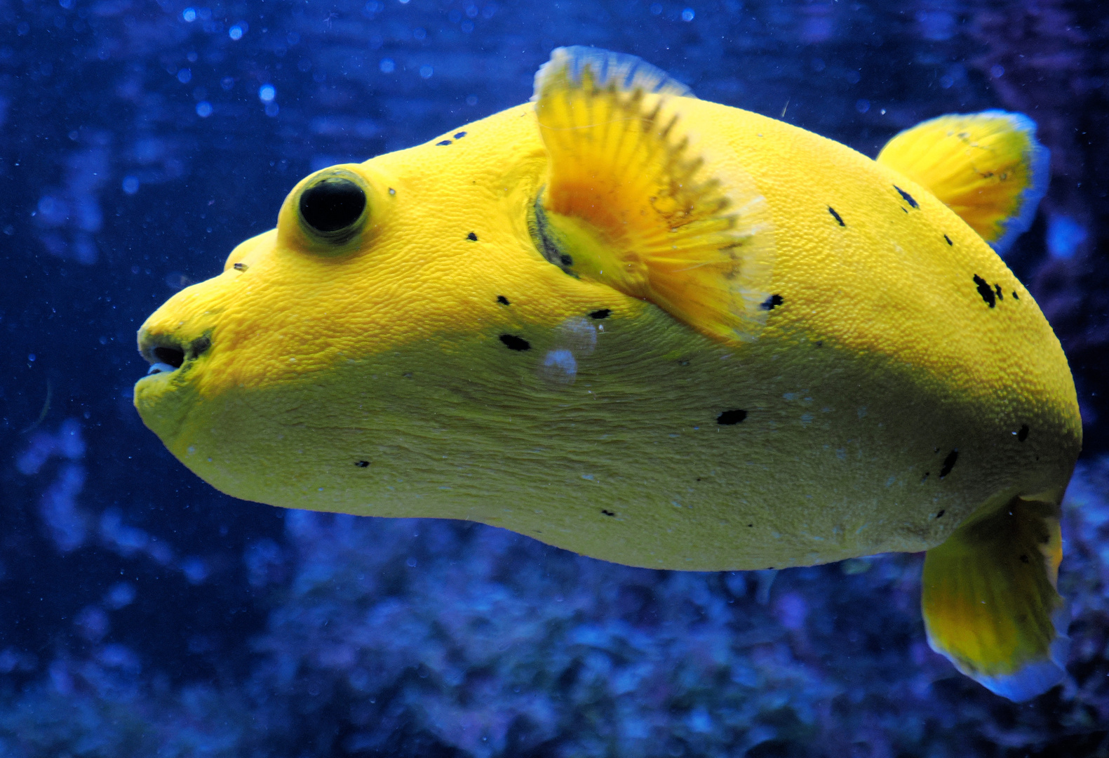 Nun werde ich doch keine Fischzucht in der Küche eröffnen …