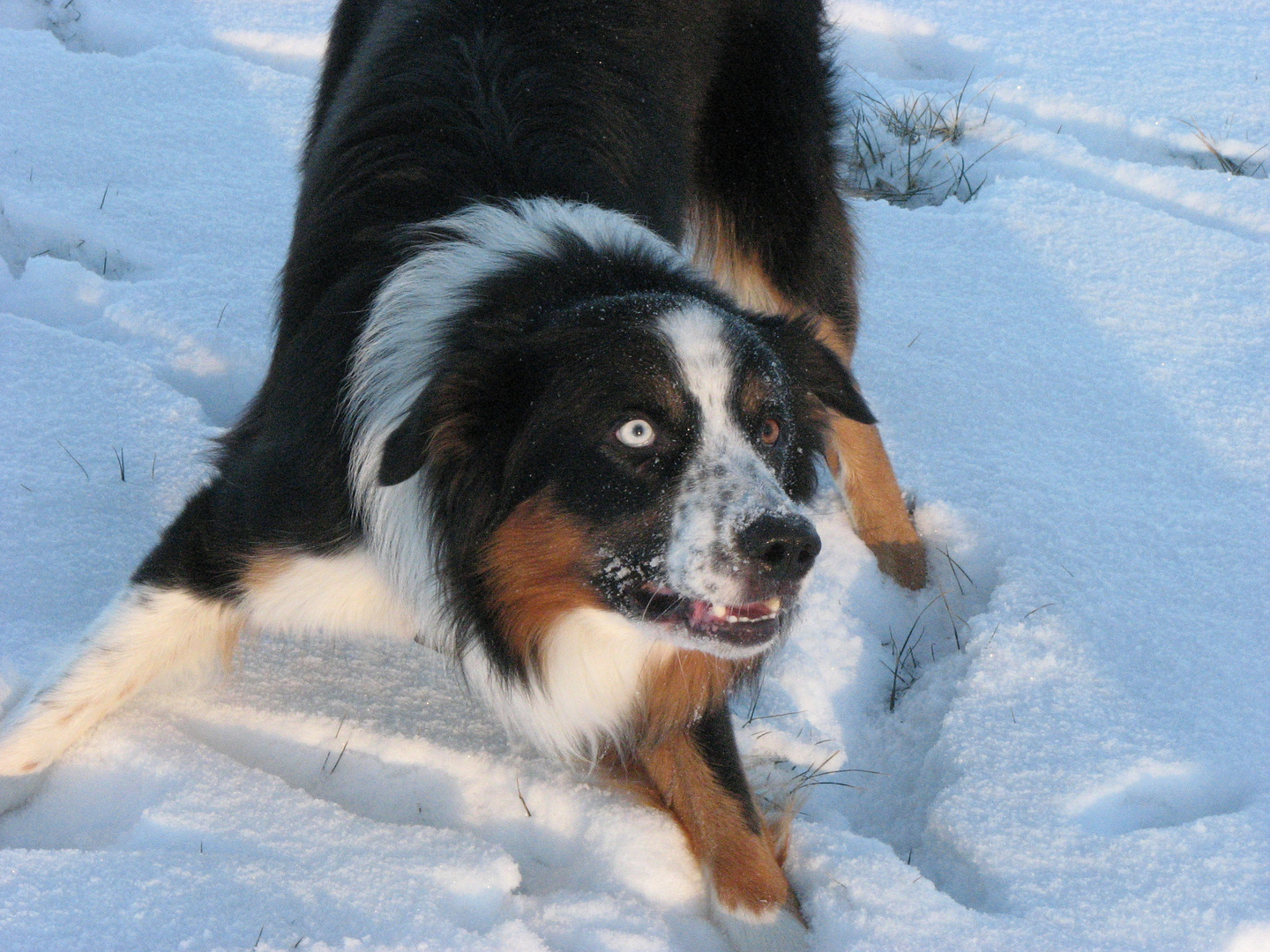 Nun werf' doch endlich den Schneeball.