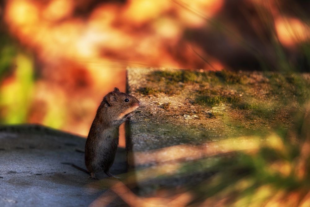 nun werf endlich was runter Foto & Bild | tiere, wildlife, säugetiere ...