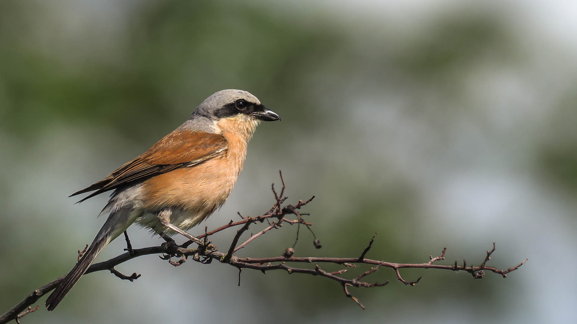 Nun wieder mal ein Vogelfoto