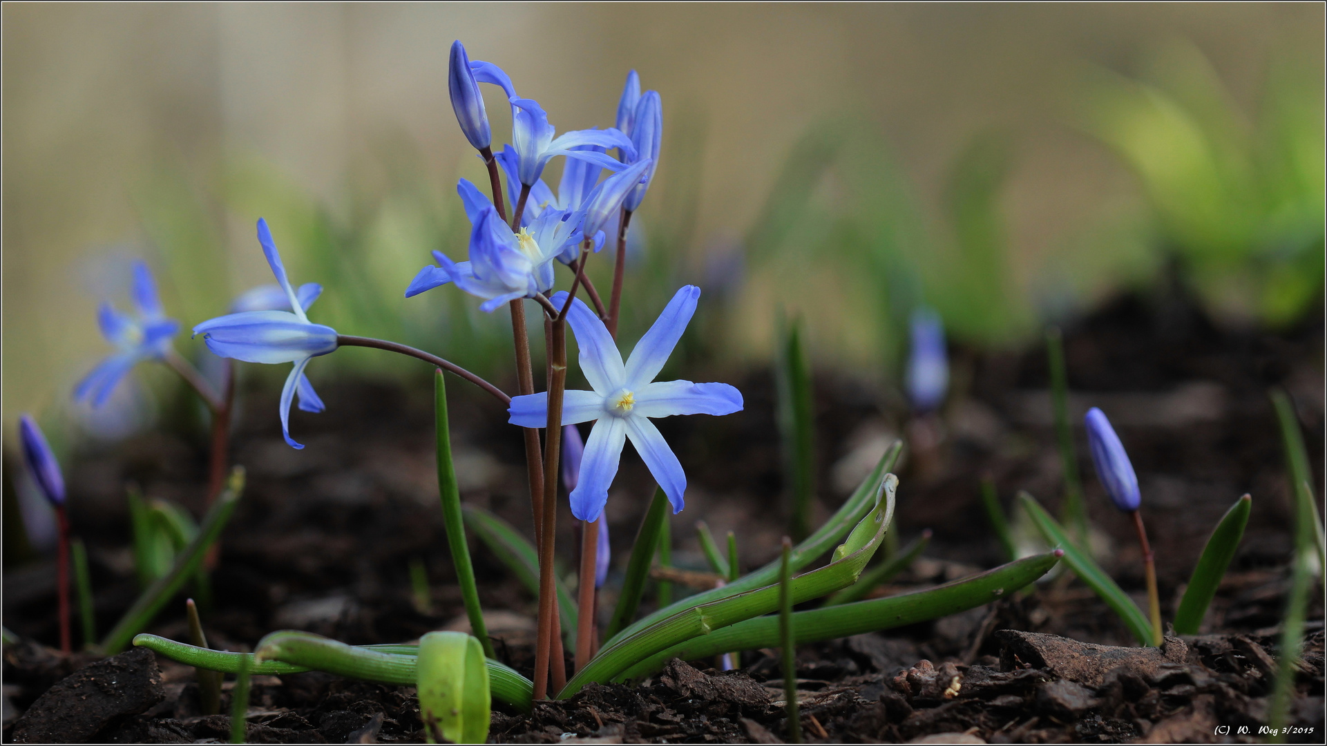 nun wird es doch Frühling...