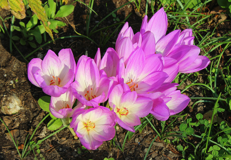 Nun wird es doch schon langsam Herbst im Garten