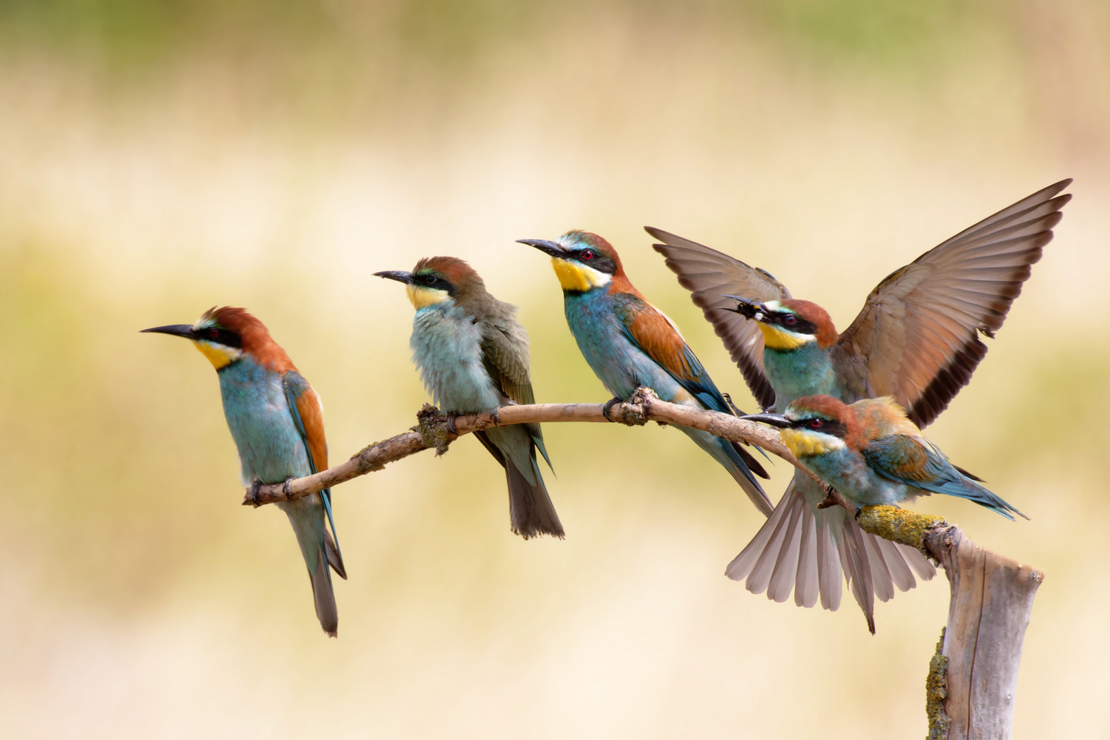 Nun wird es eng... Bienenfresser (Merops apiaster)