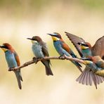 Nun wird es eng... Bienenfresser (Merops apiaster)