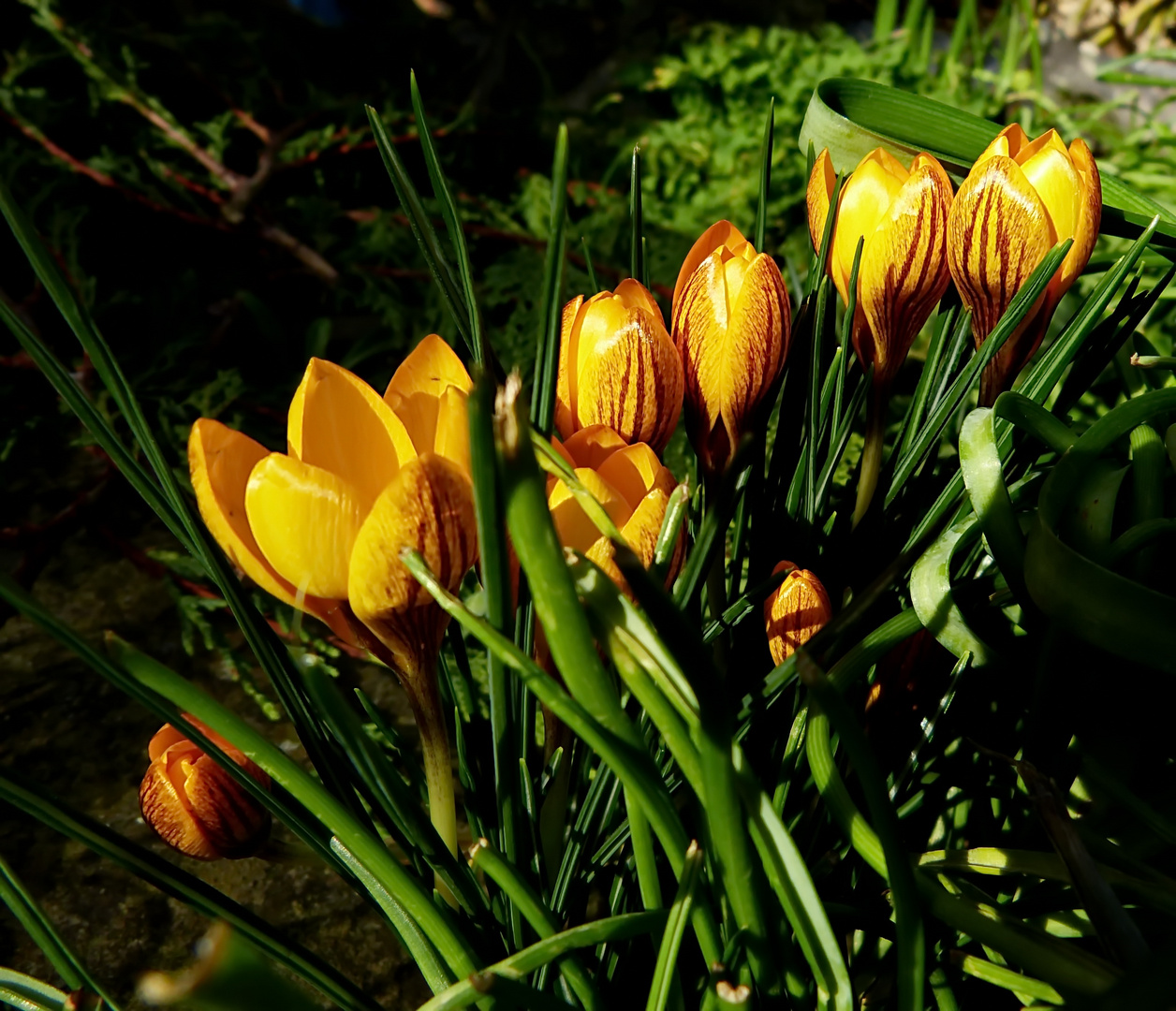 Nun wirds langsam farbig im Garten