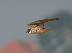 nun wohl schon jenseits von Gibraltar