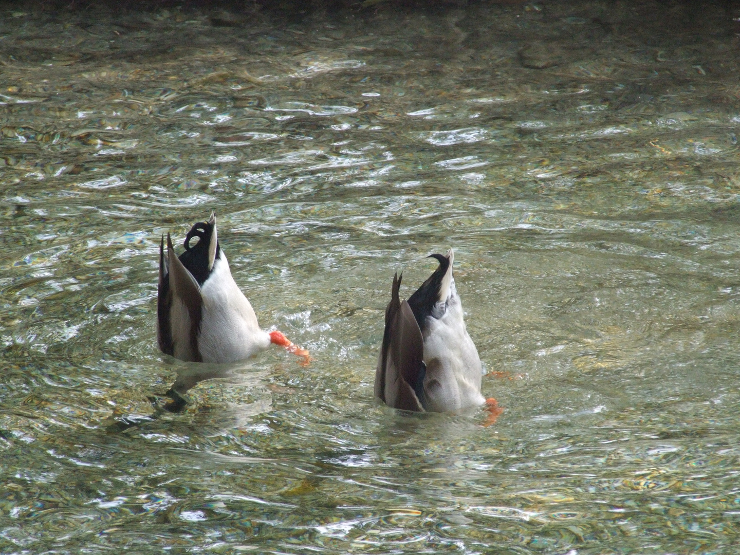 nuoto sincronizzato.....