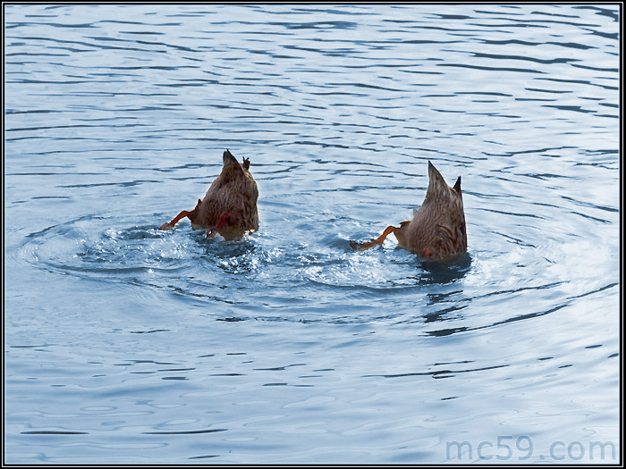 Nuoto ... sincronizzato