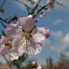 nuova primavera, nuova vita..