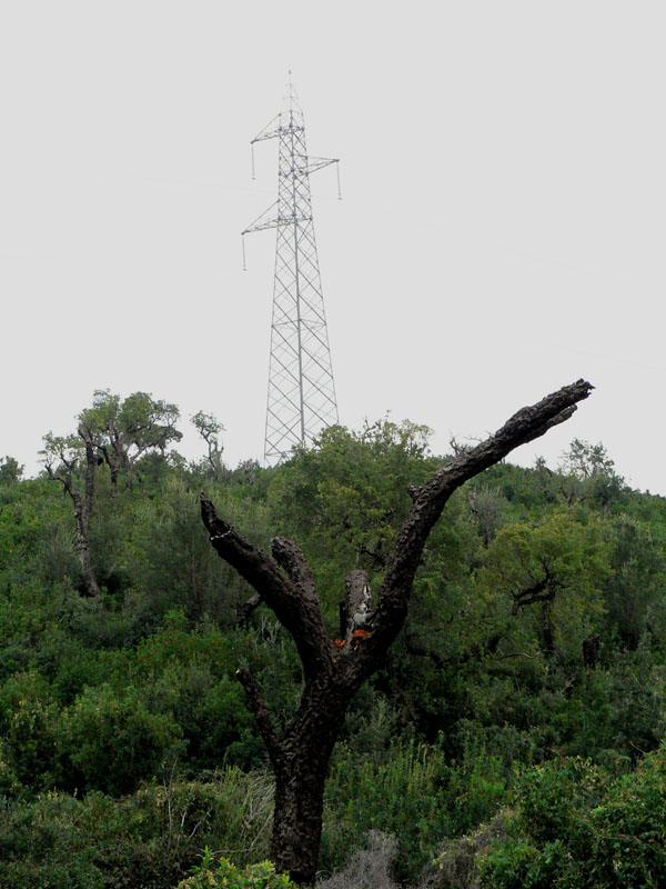 Nuovi alberi