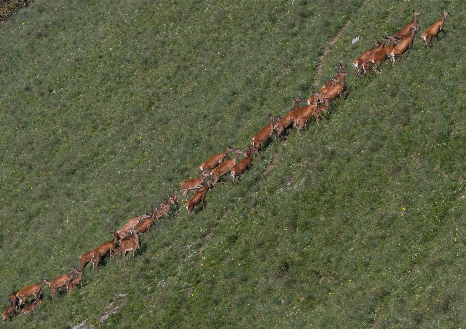 Nuovi arrivi nel parco