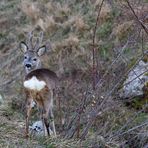 Nuovi palchi in velluto e morbido cuscino posteriore