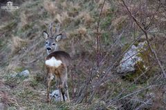 Nuovi palchi in velluto e morbido cuscino posteriore