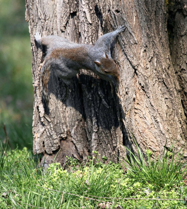 Nuovo arrivato al parco!!!