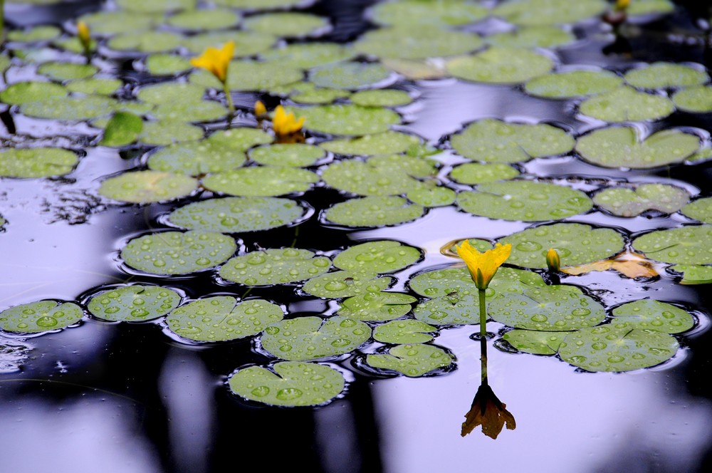 Nuphar lutea