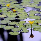 Nuphar lutea