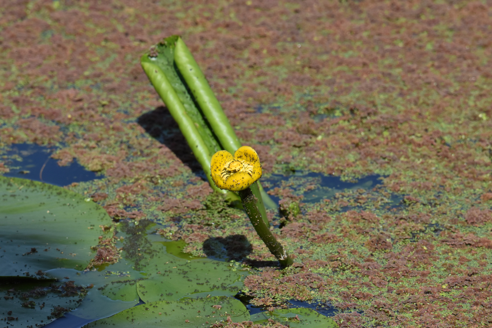 Nuphar Lutéa