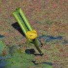 Nuphar Lutéa