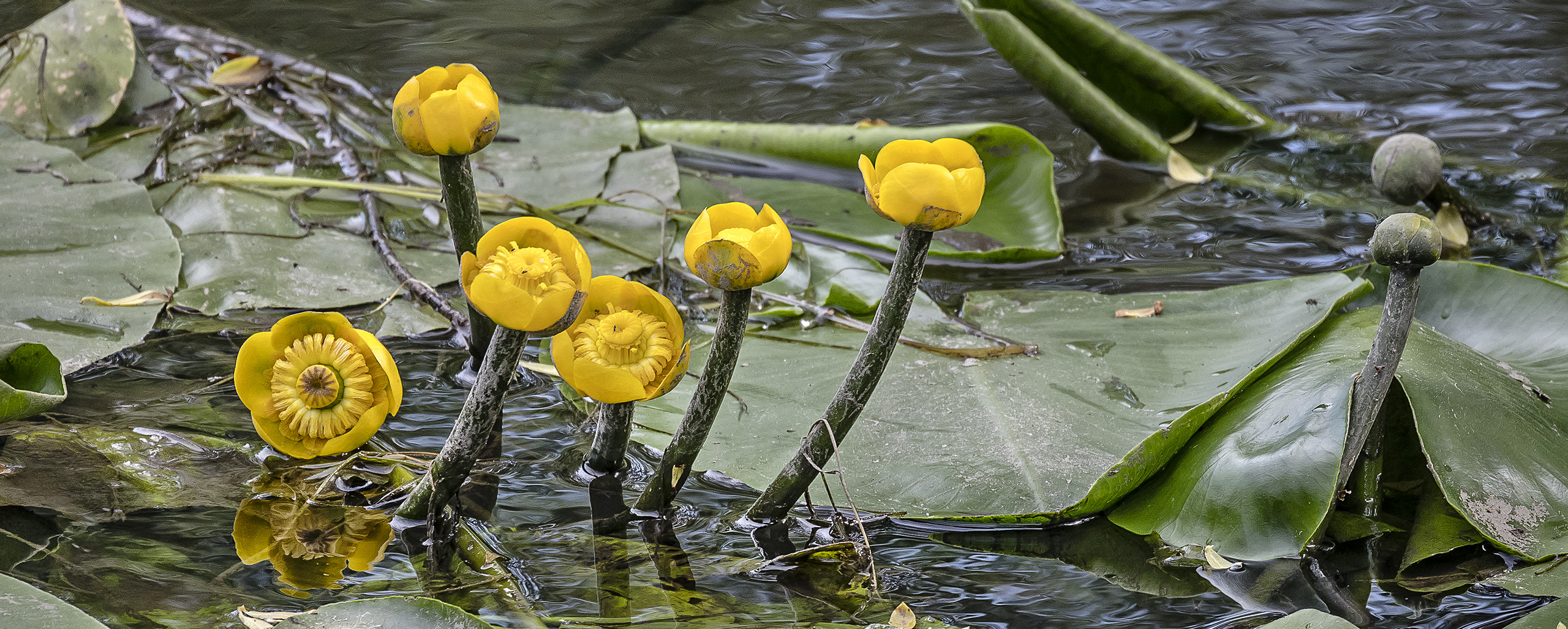 Nuphar lutea in der Horloff bei Bingenheim (Wetterau)