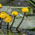 Nuphar lutea in der Horloff bei Bingenheim (Wetterau)