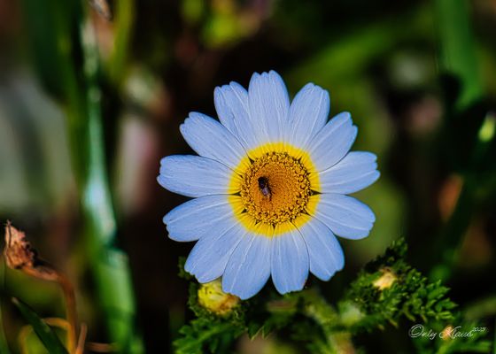 Nur 20 m Bis zum Atlantik