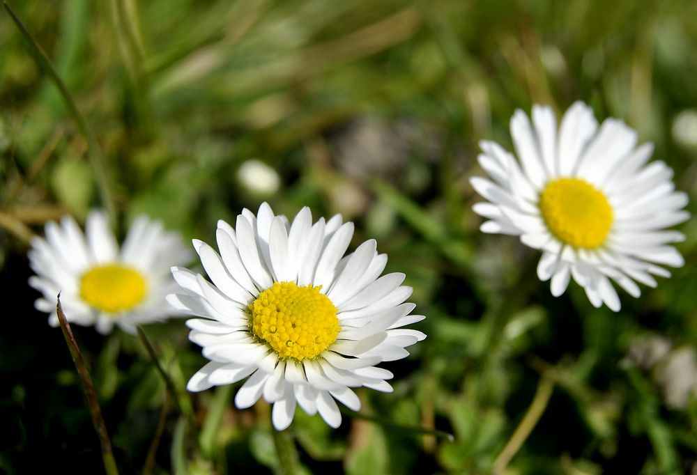 "Nur" 3 Gänseblümchen