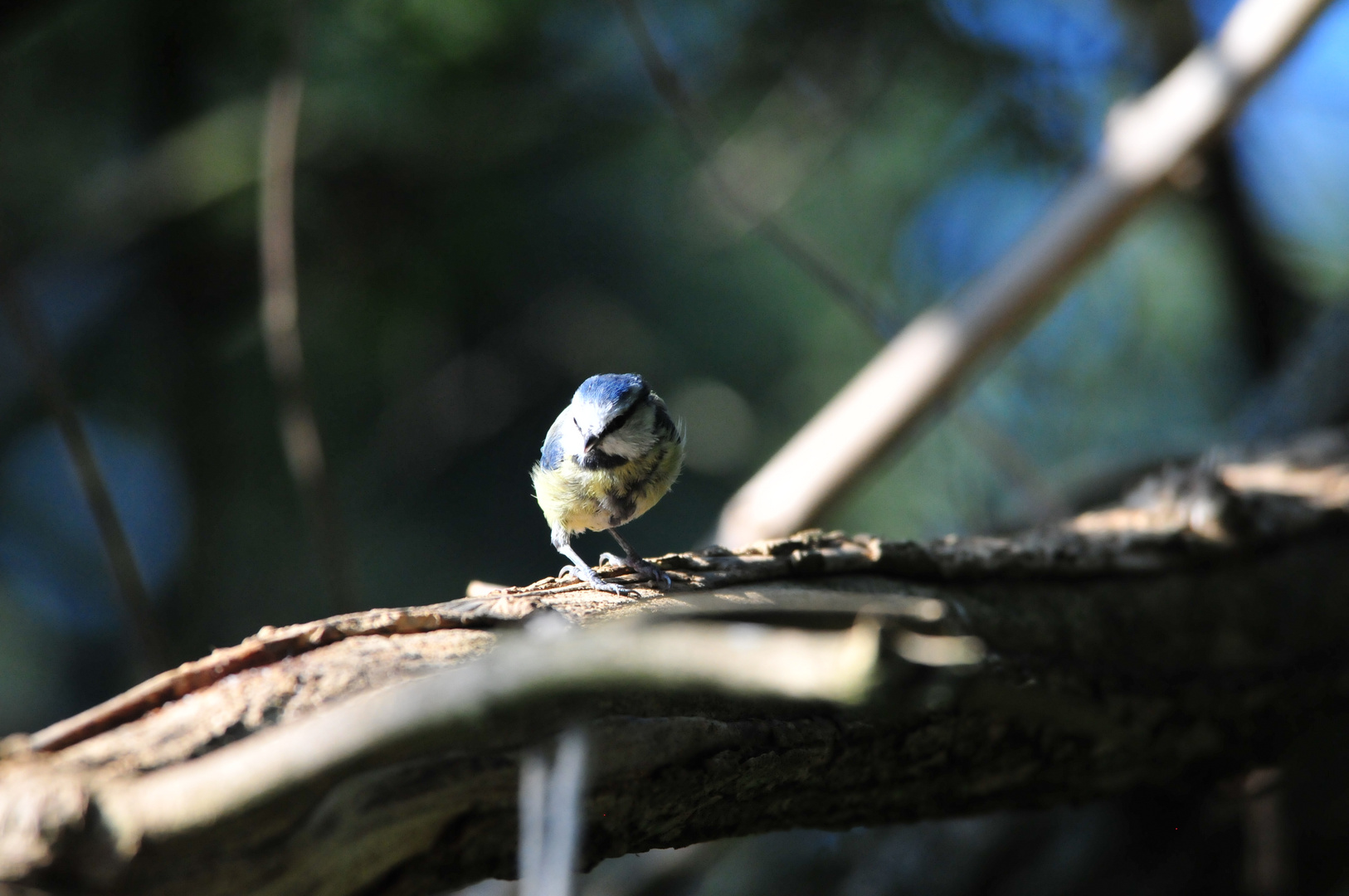 (nur als Größenvergleich, s. Beschreibung) Blaumeise (Cyanistes caeruleus)