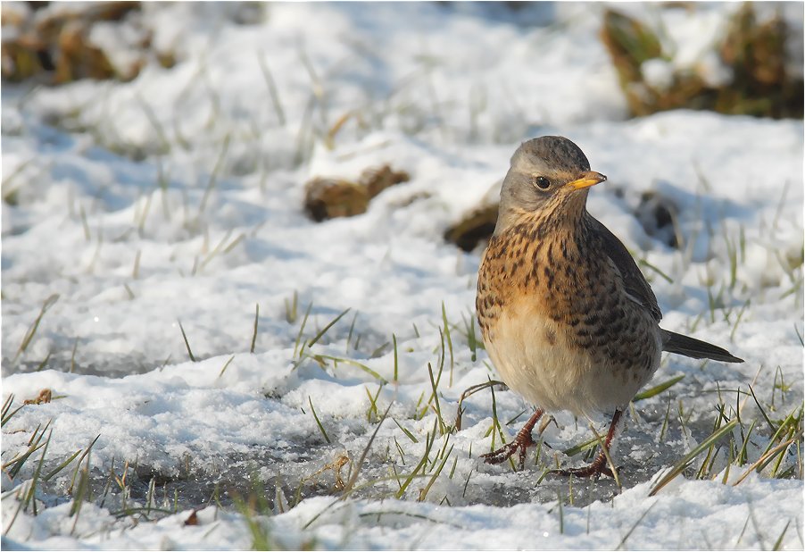 Nur als Wintergast bei uns...