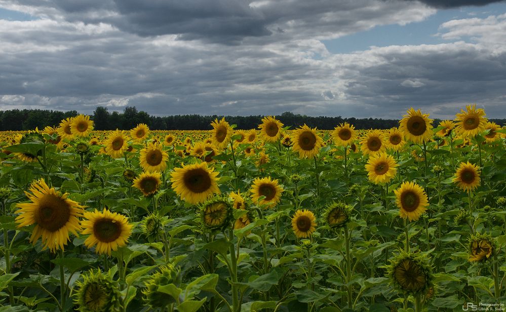 Nur am Himmel fehlt die Sonne ...