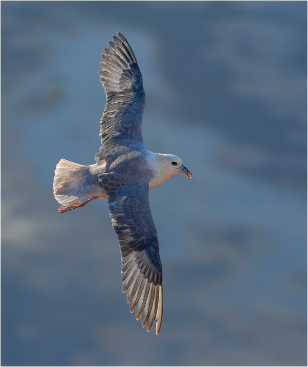 Nur auf Helgoland...