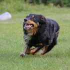 nur Augen für SEINE Frisbee-Scheibe