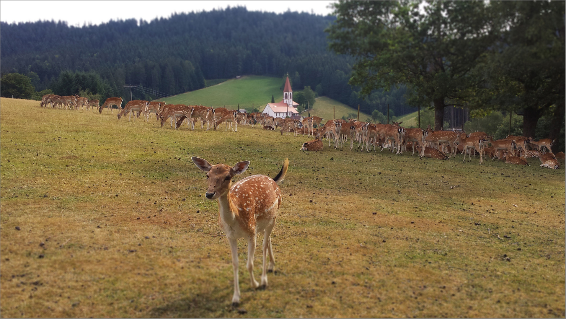 Nur Bambi ist neugierig