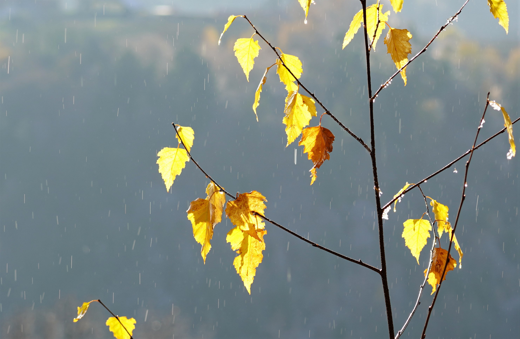 Nur Blätter im Regen